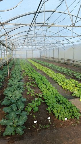 Kikelet a tangazdaságban!